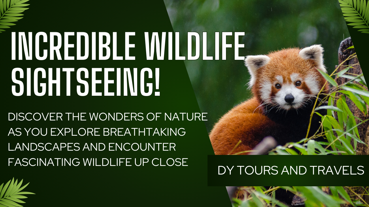 Valparai Wildlife Tours