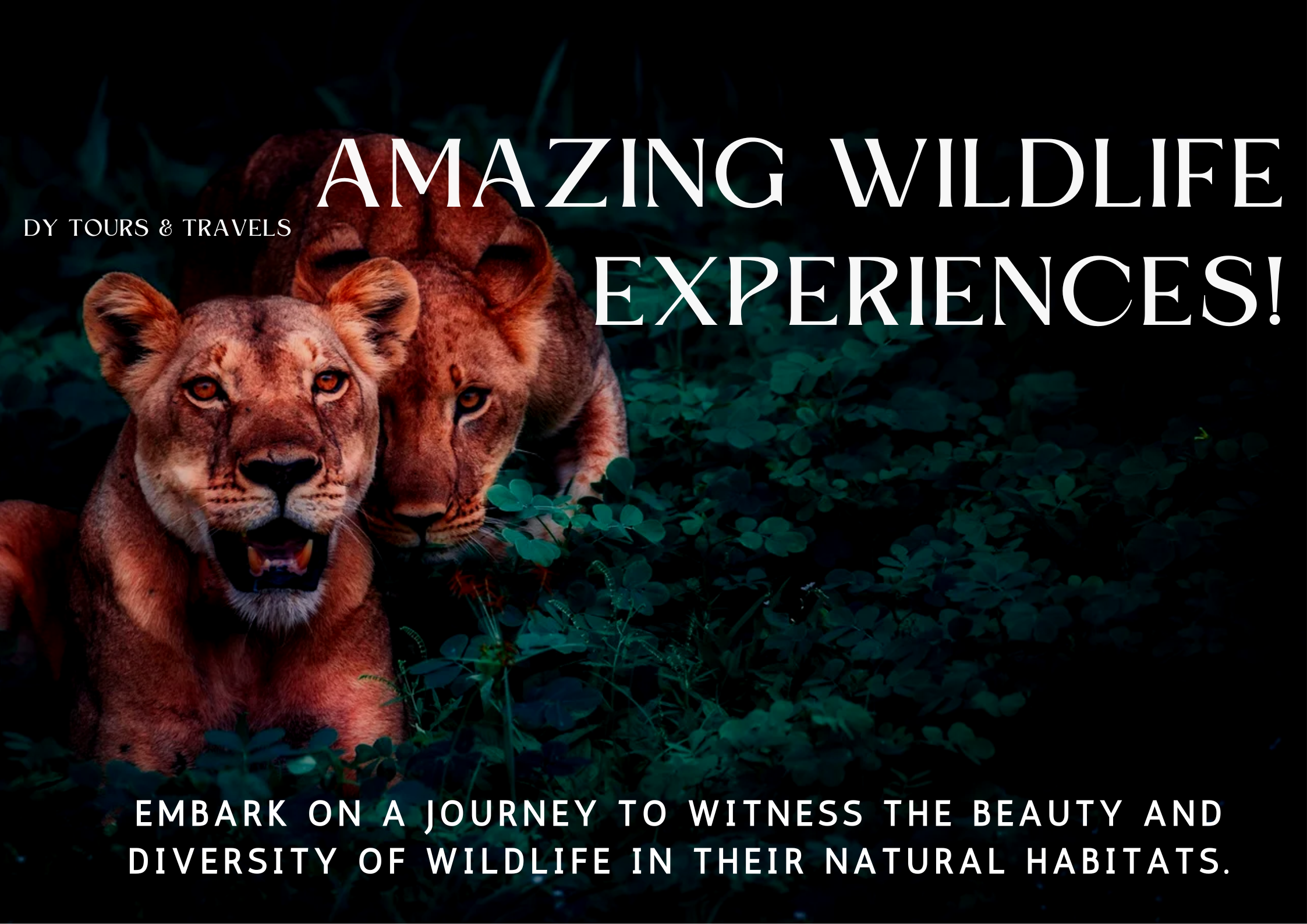 Valparai Wildlife Tours